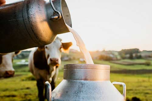 The case of Kaira and Gujarat Cooperative Milk